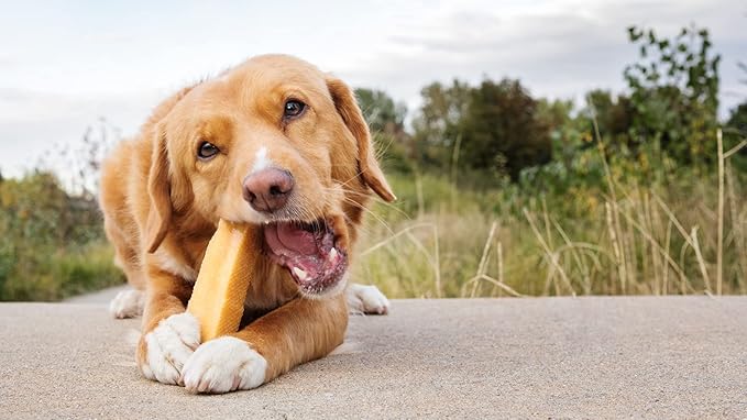 peaksNpaws Himalayan Yak Chews, High Protein Dog Treat for Aggressive Chewers, Natural, Long Lasting, Lactose Free Chew Stick for Pet Under 35 lbs, 4 Medium Treats, 100% Eco-Friendly Packaging