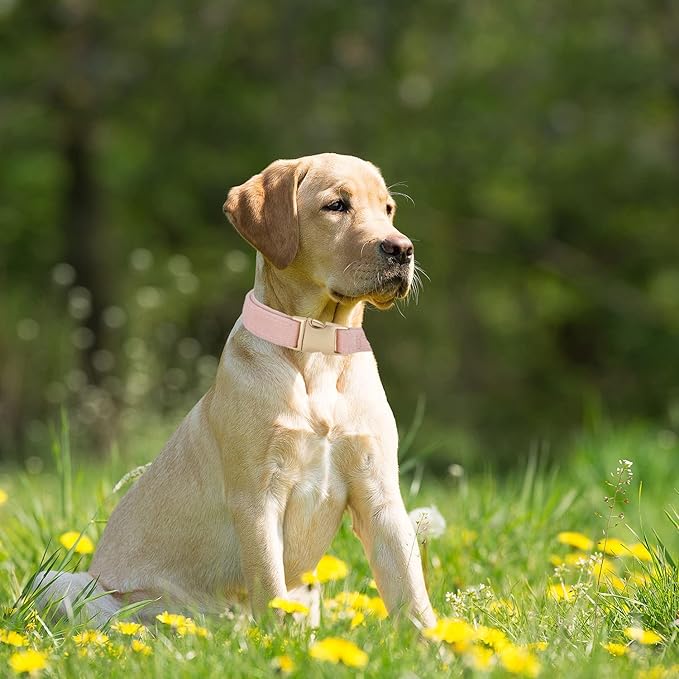 Soft Corduroy Dog Collar and Leash Set Adjustable Durable Dog Collars with Metal Buckle and Lead for Female Large Dogs,Baby Pink