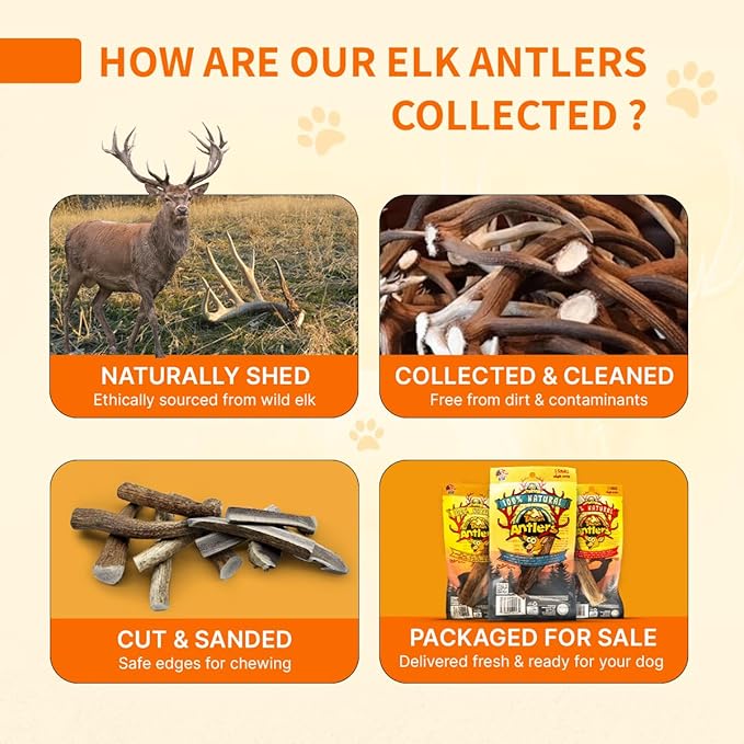 Tibetan Elk Antler for Dogs, Grade-A, 4"+ Premium Chews, Pack of 2, Naturally shed Healthy & Longer Lasting Aggressive chewers, USA Product Antler (Whole)