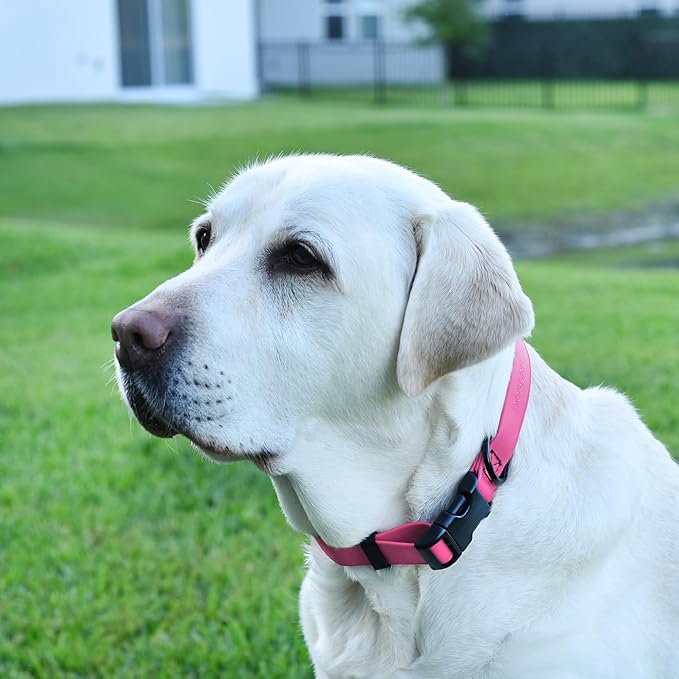 Dogline Durable Biothane Waterproof Collar for Dogs - Odor-Resistant Coated Webbing, Quick-Release Design, Comfortable Adjustable Fit, 3/4" W by 12-19" L, Passionfruit Pink