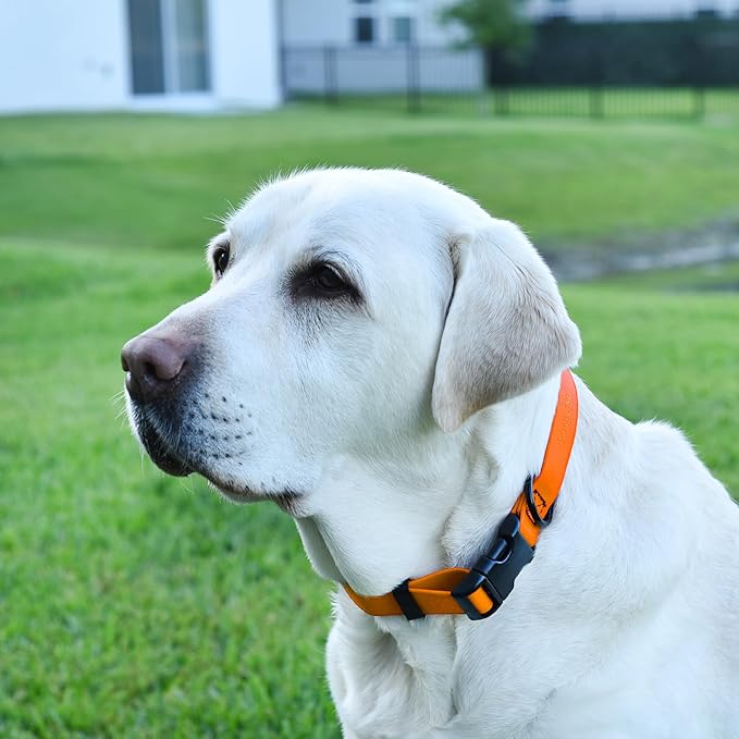 Dogline Durable Biothane Waterproof Collar for Dogs - Odor-Resistant Coated Webbing, Quick-Release Design, Comfortable Adjustable Fit, 3/4" W by 12-19" L,Tangerine Orange