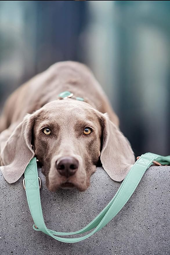 Soft Leather Dog Collar and Leash (6.6') Set - Stylish Rose Gold Heavy Duty Metal Buckle, 4 Adjustable Lengths Leash for Small Medium Large Dogs - Comfortable & Easy to Clean Mint Green XS(8"-12")