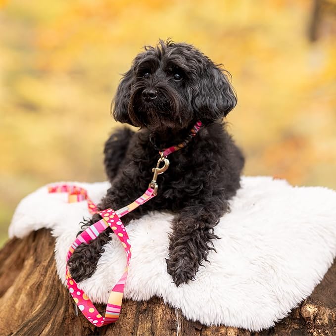 Lucky Love Dog - Easy Click Buckle Dog Collar with Leash Set Combo, Durable & Comfortable for Male & Female Dogs, Pet Collar for Small to Large Dogs, Secure Fit - Molly Combo, Small