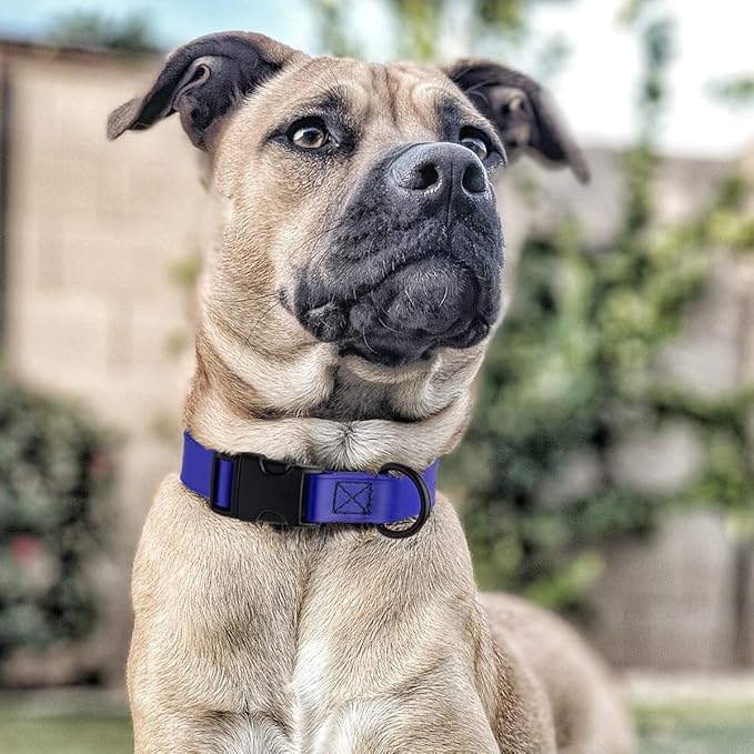 Dogline Durable Biothane Waterproof Collar for Dogs - Odor-Resistant Coated Webbing, Quick-Release Design, Comfortable Adjustable Fit, 3/4" W by 12-19" L, Blueberry Royal