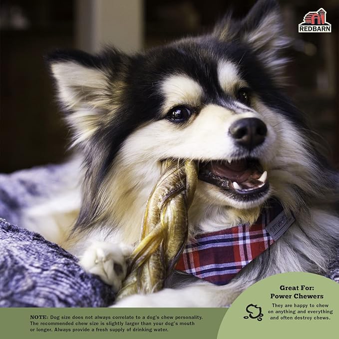 Redbarn Pet Products All-Natural 12" Braided Bully Sticks for Dogs - Premium Slow Roasted Long Lasting Chew Treats Made with 100% Beef - Single Ingredient Low Odor - 5 Count - Packaging May Vary