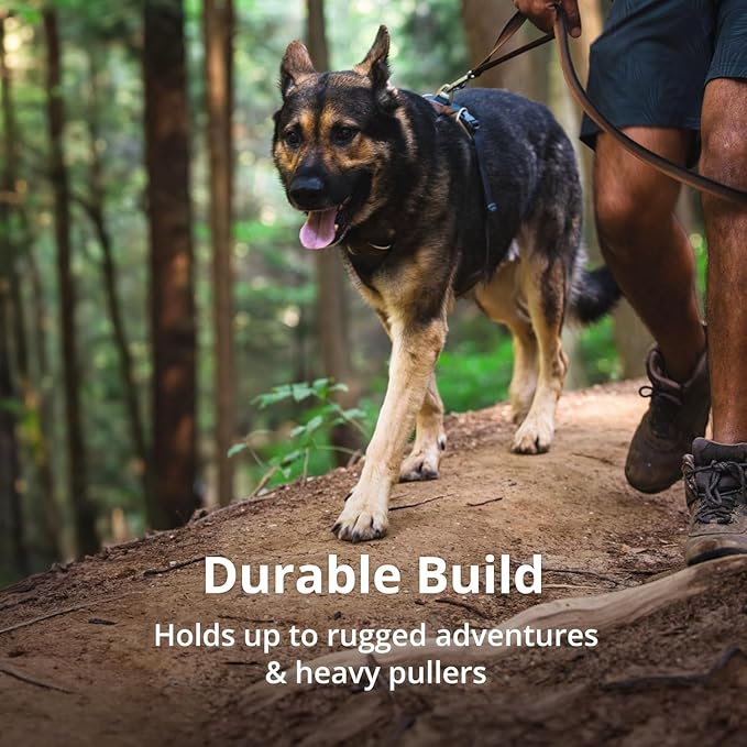 Ruffwear, Front Range Dog Harness, Reflective Soft Padded Everyday Harness with Dual Leash Clips, Adjustable and Lightweight Fit for Training or Walking for All Dogs, Basalt Gray, Small