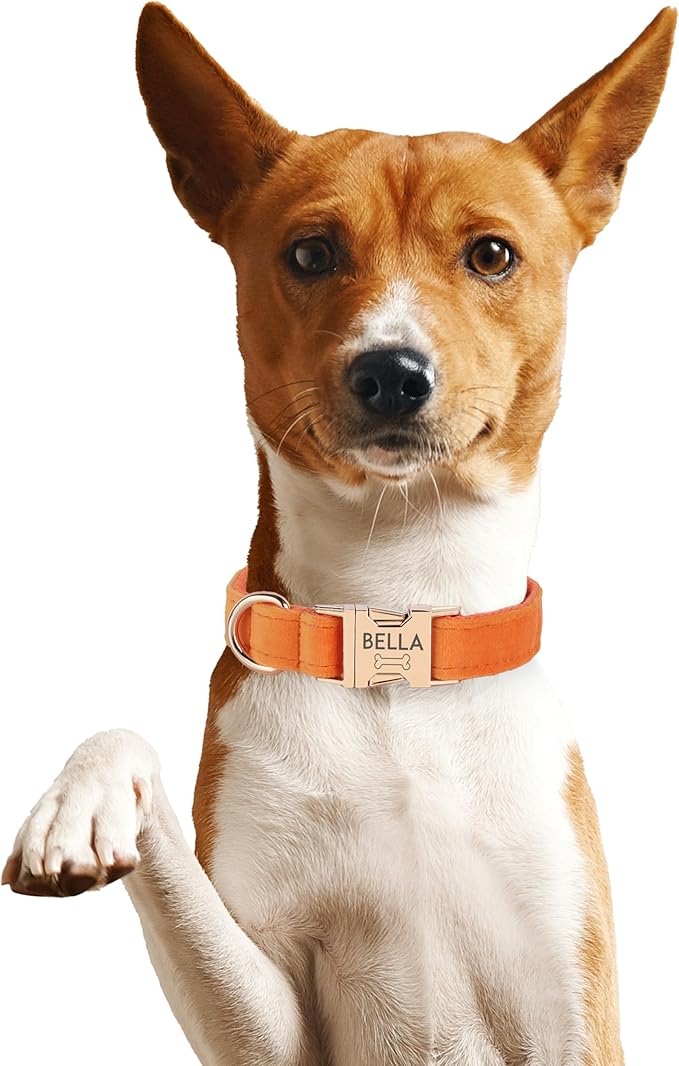 Velvet Harness Set, Gift for Pet Owners, Custom Dog Collar Personalized with Name and Phone Number, Custom Collar and Leash for Dogs, Engraved Metal Buckle Collar(Medium)