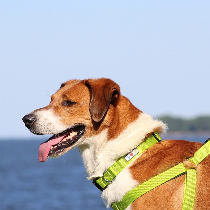 Pawtitas Reflective Dog Collar - Adjustable for Medium Dogs & Puppies - Teal