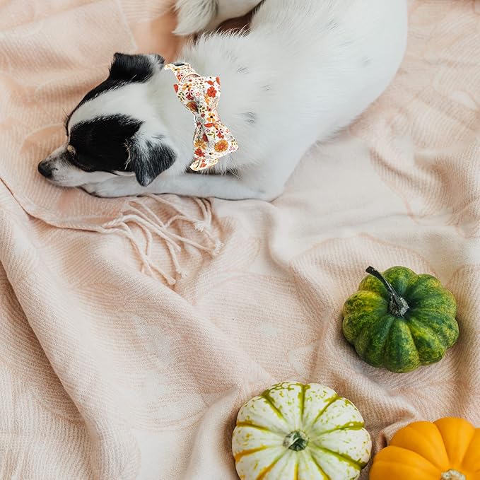 Lionheart glory Premium Dog Collars, Bowtie Dog Collar, Heavy Duty Adjustable Fall Dog Collar X-Small Puppy Pumpkin Dog Collars, Collar Dog Bow