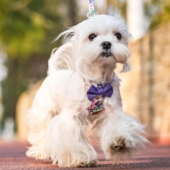 PUPTECK Dog Harness and Leash Set Small Sized, Step-in Cute Puppy Harness, Soft Lightweight Padded Vest, Escape Proof No Pull Pet Harnesses Easy for Walking, Flower Purple, XS