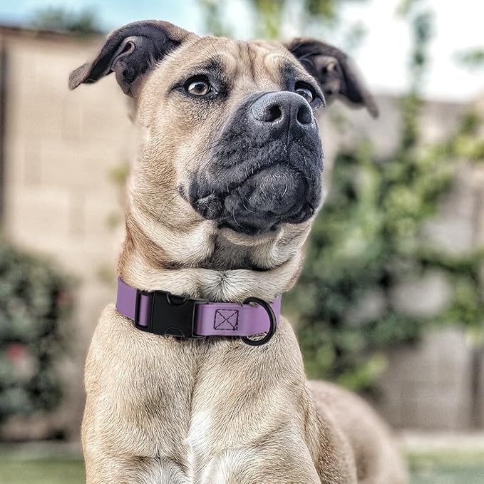 Dogline Durable Biothane Waterproof Collar for Dogs - Odor-Resistant Coated Webbing, Quick-Release Design, Comfortable Adjustable Fit, 5/8" W by 10-14" L,Amethyst Purple