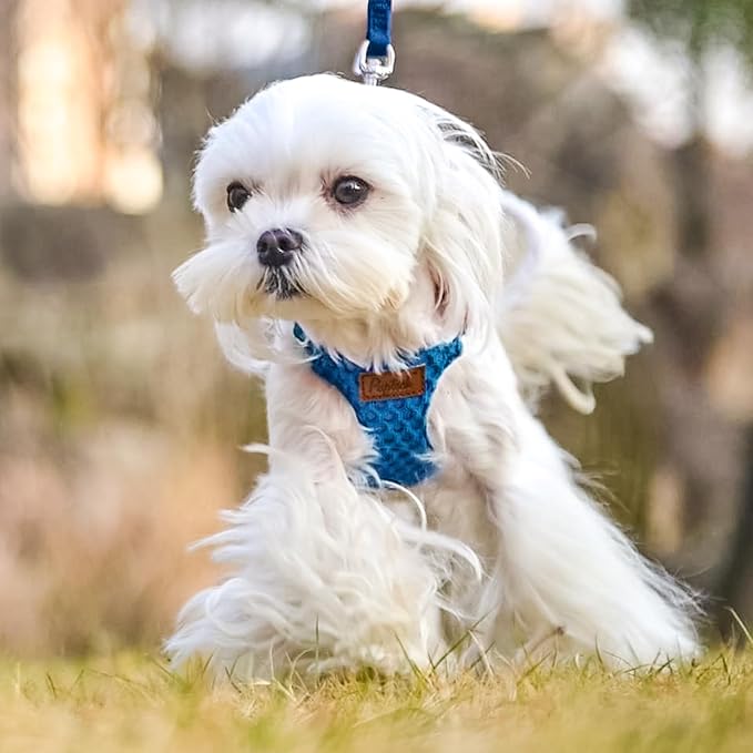 PUPTECK Dog Harness and Leash Set Small Sized, Step-in Cute Puppy Harness, Soft Lightweight Padded Vest, Escape Proof No Pull Pet Harnesses Easy for Walking, Blue, XXS