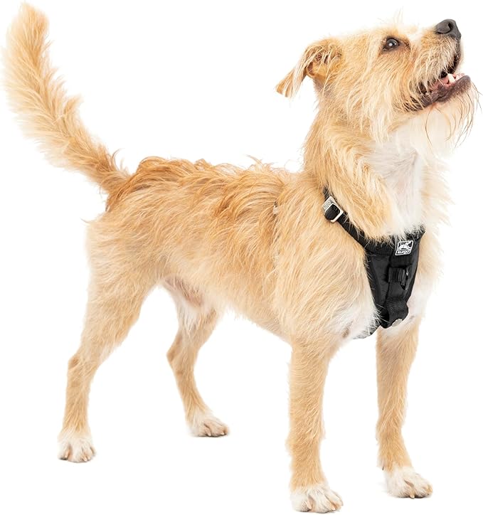 Kurgo Enhanced Strength Tru-Fit Dog Car Harness - Pet Travel Safety Harness - Crash Test Certified Fit - Five Point Adjustment - Secure Buckle - Padded Chest - Black - Small