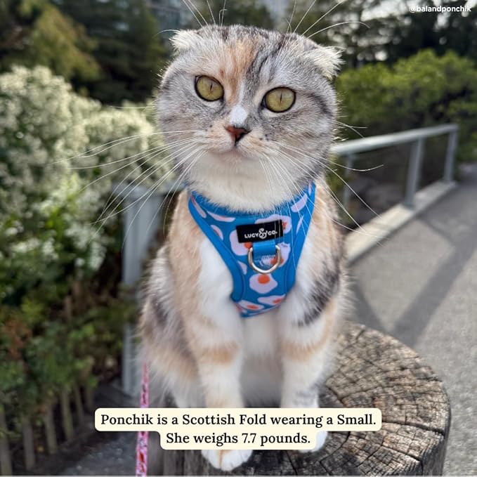 Lucy & Co. Eggcelent Step-in Cat Harness & Leash Bundle – Reflective, Breathable & Adjustable Harness for Cats, Kittens & Small Dogs, Lightweight & Secure and Dual Leash Clips – Small