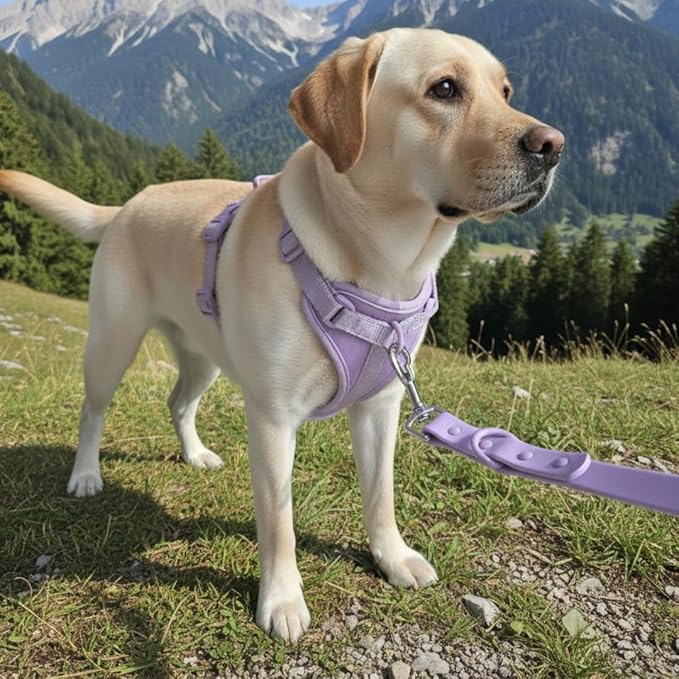 Dog Harness, No-Pull Pet Harness with 3 Leash Clips, Adjustable Soft Padded Dog Vest, Breathable Mesh Cushion for Small Medium Large Dogs (Purple, Small (Neck:12"-16" Chest 16"-20"))