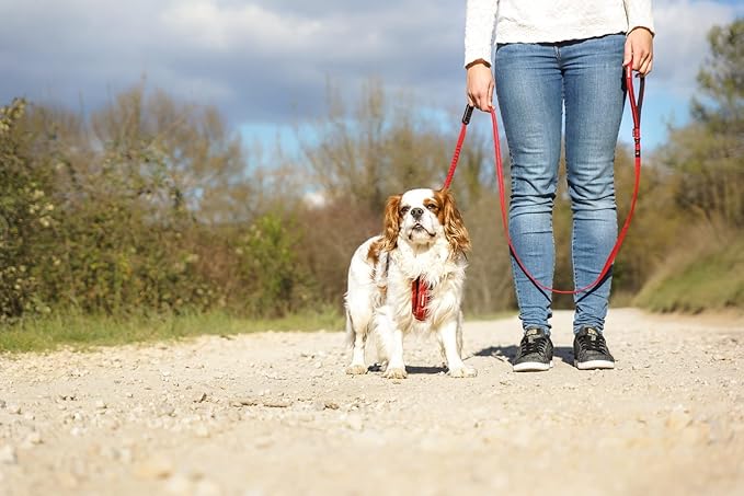 EzyDog Zero Shock LITE Dog Leash - Shock Absorbing Bungee Leash for Dogs That Pull or Excite - Dual Handle and Reflective for Medium, or Small Dogs (72", Pink Camo)