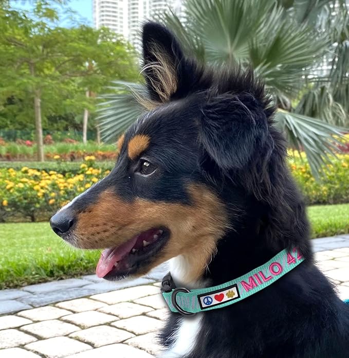 Pawtitas Reflective Dog Collar Reflective Thread Reflective Dog Collar Personalized Name Phone Number Adjustable Collar for Small Dogs Extra Small Puppy Orange Dog Collar Extra Small Breeds