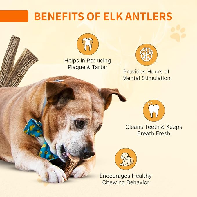 Tibetan Elk Antler for X-Large Dogs, Grade-A, Premium Antler Chews, Naturally shed Healthy & Longer Lasting Aggressive chewers, USA Product (Whole)