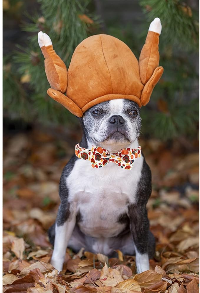 Lionheart Glory Turkey Bow Collar for Girl or Boy - Pet Gift Thanksgiving Collar for Small Dogs