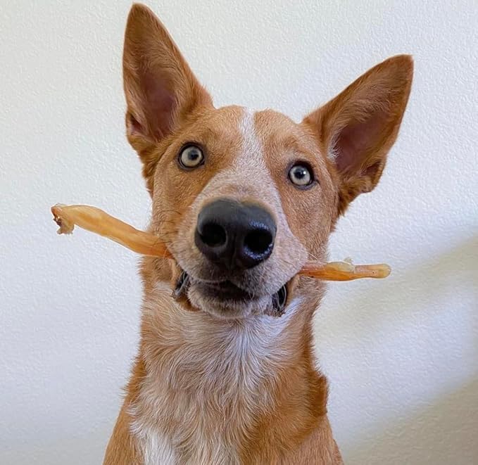 Beef Tendons for Dogs Made in USA. 6-10 Inch Grass Fed Farm-Raised American Beef Dog Treats. All Natural Dog Dental Chews. Grain Free Odor-Free Chews 8 Ounce