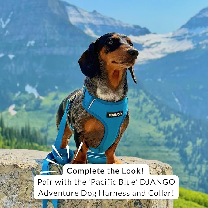 DJANGO Cotton Rope Dog Leash 5ft – Handcrafted Dog Leash and Blue Ombre Braided Leash for Small, Medium, Large Dogs – Durable 5 Foot Training Lead with Gold Hardware and Whipped Ends – Pacific Blue