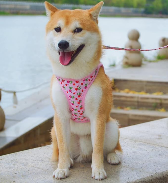 Moonpet Step in Valentine's Day Dog Harness Leash Set- All Weather Reflective No-Pull Floral Pattern Padded Mesh Vest Harness for Cats Puppy Extra-Small Small Medium Large Dogs - Heart Rose - XL