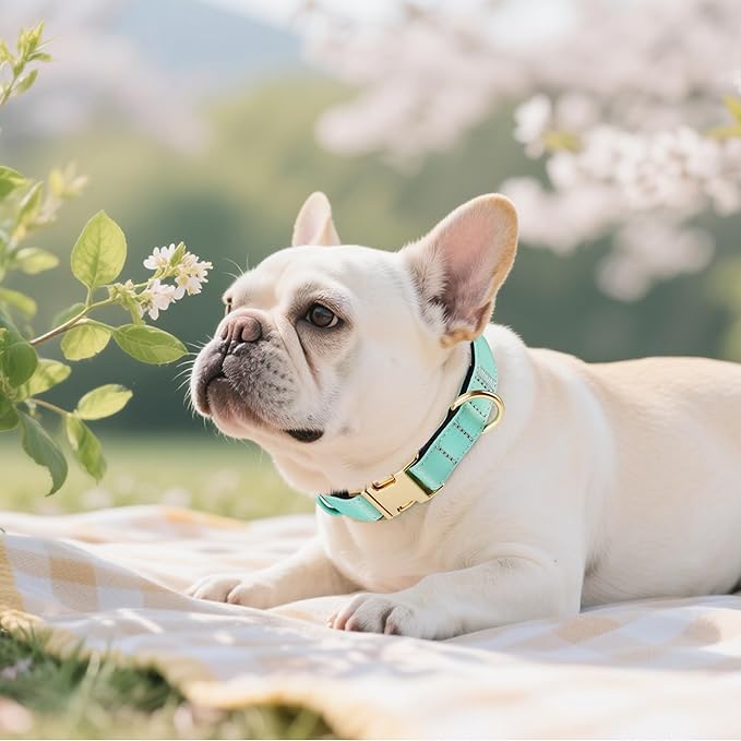 Didog Soft Padded Dog Collars for Small Dogs, Colorful and Durable Dog Collar with Quick Release Buckle, Light and Breathable for Daily Walking, Teal, S