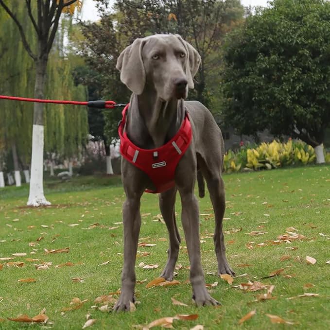 Dog Harness No Pull Adjustable Reflective,for Medium and Large Small Dog with Leash 59.06in (Red, S)
