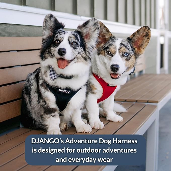 DJANGO Adventure Dog Harness - Stylish and Comfortable Small Dog Harness for Outdoor Adventures and Everyday Wear - Black Neoprene Adjustable Harness for Dogs with Reflective Piping and Brass D-Ring