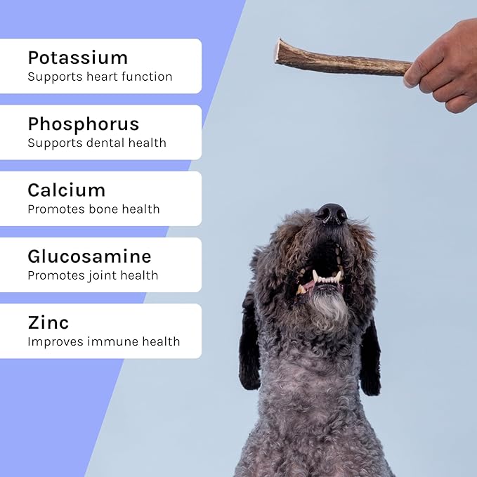 Good Trouble Premium Elk Antlers for Medium Dogs – 1 Pack Whole - Shed Antler Chews for Dental Health & Calming- Durable Dog Bones for Aggressive Chewers - Cruelty-Free, North American Sourced