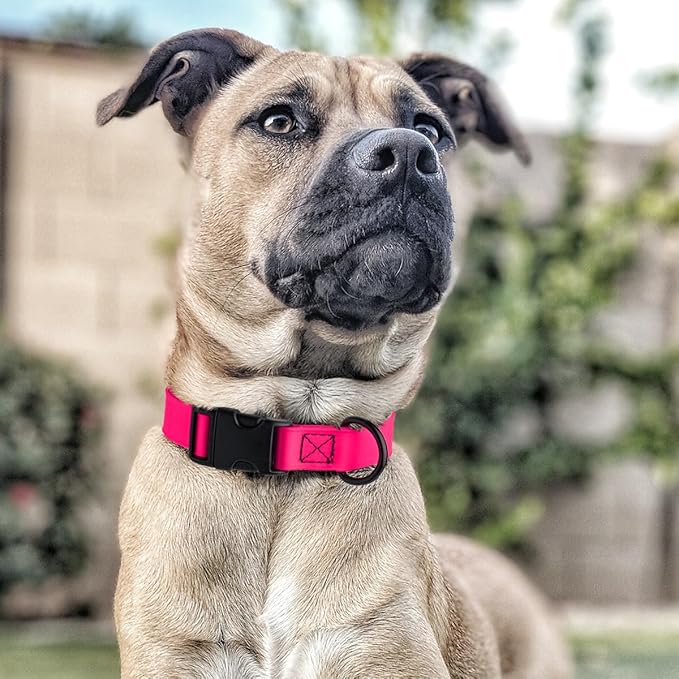 Dogline Durable Biothane Waterproof Collar for Dogs - Odor-Resistant Coated Webbing, Quick-Release Design, Comfortable Adjustable Fit, 1" W by 15-25" L, Passionfruit Pink