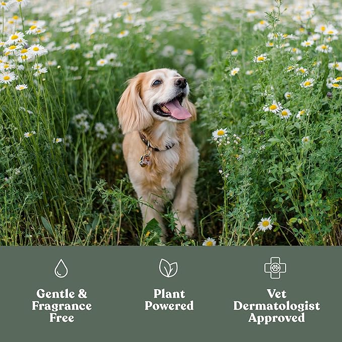 Dandylion Soft Paws Dog Lotion with Brush | Dog Paw Balm & Paw Butter | Hydrating, Vet-Approved, Lick-Safe, Fragrance-Free | pH-Balanced for Itchy, Dry, Cracked Paws | 0.6 fl oz