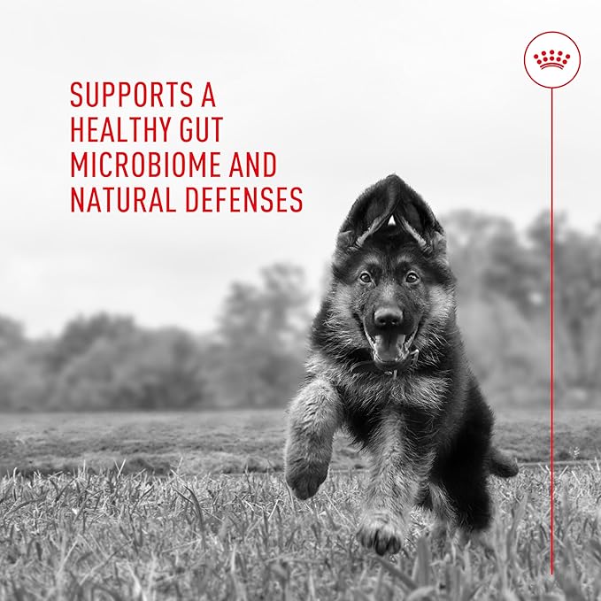 Royal Canin Probiotics for Dogs Digestive and Immune Health Powder Supplement for Dogs of All Ages, 30 Count (Pack of 3)