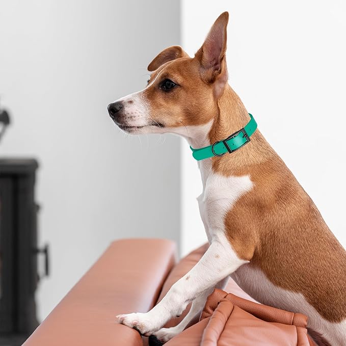 Dogline Biothane Coated Webbing Dog Collar with Black Metal Hardware: Durable Easy-Clean Everyday Collar for Dogs - Comfortable Adjustable Odor-Resistant Pet Collar, W5/8" x L12-15, Teal