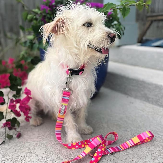 Lucky Love Dog - Easy Click Buckle Dog Collar with Leash Set Combo, Durable & Comfortable for Male & Female Dogs, Pet Collar for Small to Large Dogs, Secure Fit - Molly Combo, Medium