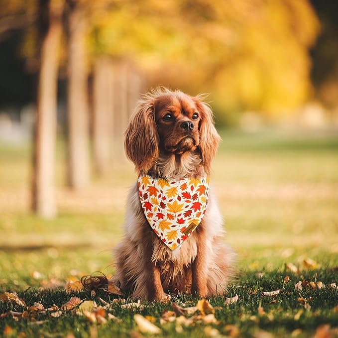 Fall Dog Bandanas - 2 Pack Halloween Thanksgiving Dog Bandana | Reversible Pumpkin and Leaf Pet Scarf for Boy & Girl | Premium Durable Fabric | Holiday Bandana for Small and Medium Dogs (Small)