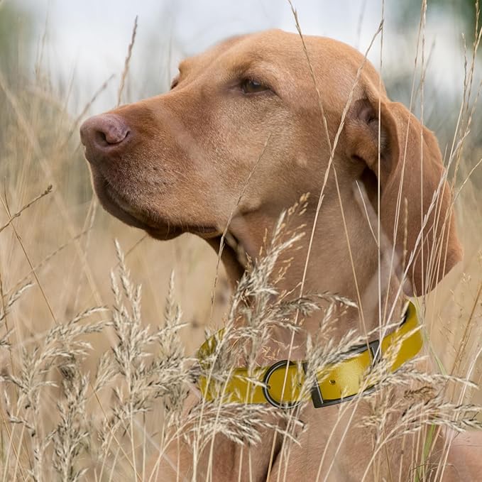 Dogline Biothane Coated Webbing Dog Collar with Black Metal Hardware: Durable Easy-Clean Everyday Collar for Dogs - Comfortable Adjustable Odor-Resistant Pet Collar, W1/2" x L9-12, Treasure Gold