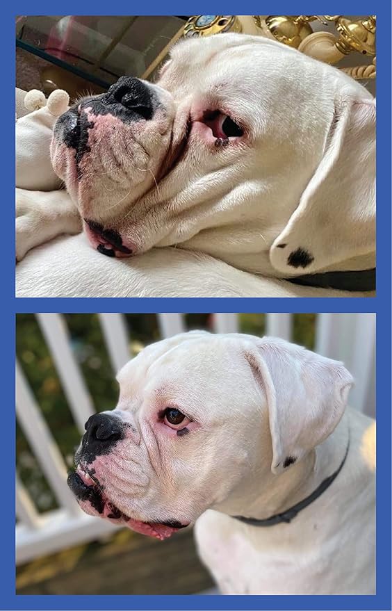 Squishface Wrinkle Paste - Bulldog, French Bulldog, Pug, English Bulldog – Cleans Wrinkles, Tear Stain, Tail Pockets, and Paws – Anti-Itch Tear Stain Remover & Bulldog Wrinkle Cream, 2 Oz.