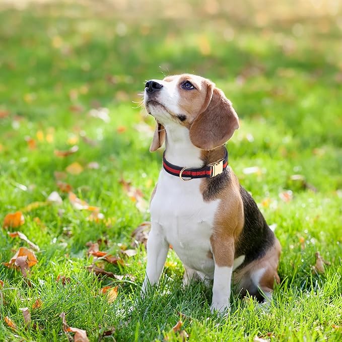 Elegant and Nobility Dog Collar, Comfortable and Durable Pet Collars,Luxury Dog Collars Packing Gift for Puppy Small Dogs