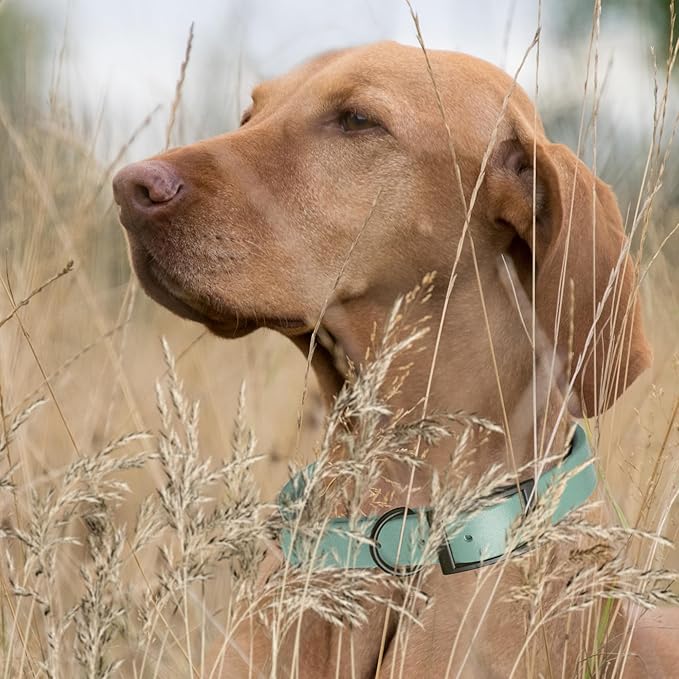 Dogline Biothane Coated Webbing Dog Collar with Black Metal Hardware: Durable Easy-Clean Everyday Collar for Dogs - Comfortable Adjustable Odor-Resistant Pet Collar, W1 x L22-25", Sage Green