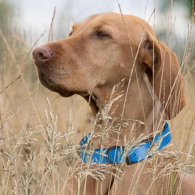 Dogline Biothane Coated Webbing Dog Collar with Black Metal Hardware: Durable Easy-Clean Everyday Collar for Dogs - Comfortable Adjustable Odor-Resistant Pet Collar, W1 x L18-22, Cerulean Blue
