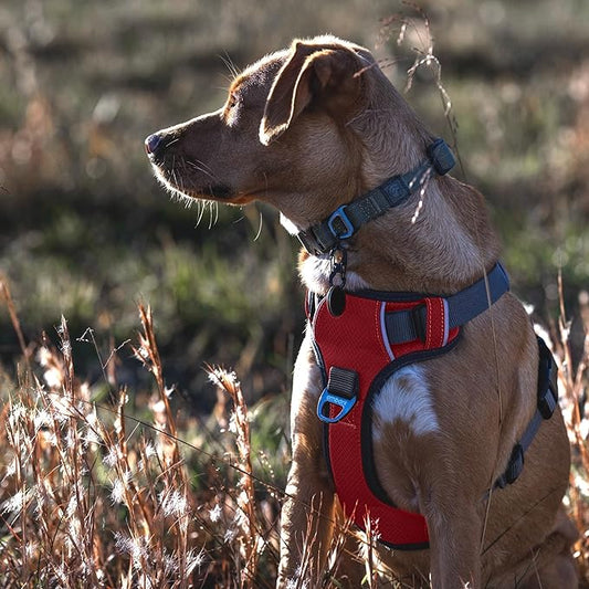 Embark Adventure Dog Harness, Reflective Trim No Pull Dog Harness Medium Sized Dogs - Military Grade Nylon, Front Clip with Gel Lined Handle.