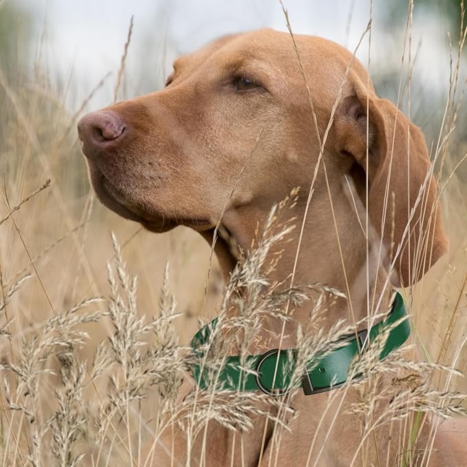 Dogline Biothane Coated Webbing Dog Collar with Black Metal Hardware: Durable Easy-Clean Everyday Collar for Dogs - Comfortable Adjustable Odor-Resistant Pet Collar, W1.5 x L24-28", Hunter Green