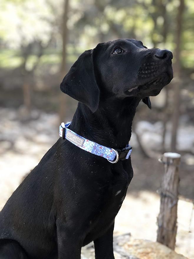 Lucky Love Dog Dog Collar, Leash Set Small, Medium, Large, Premium, Cute and Adjustable Collars for Male and Female Dogs, Winterblue Combo, Large