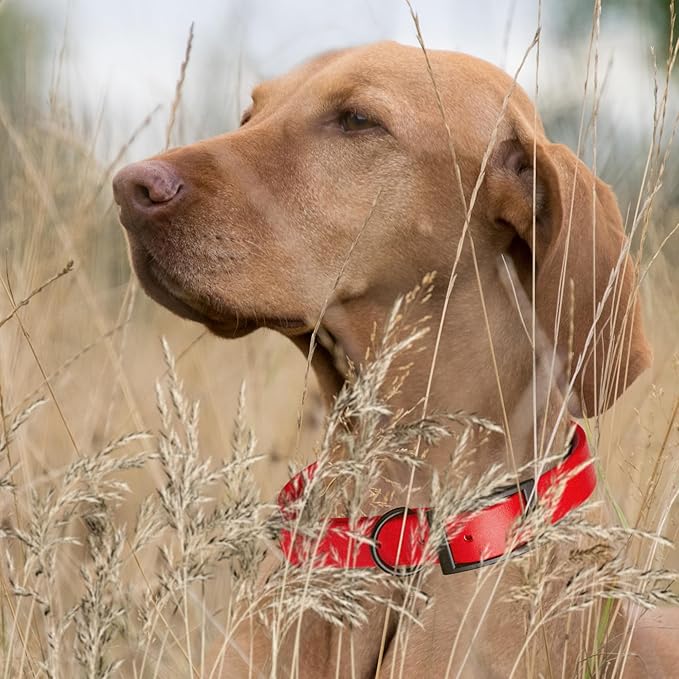 Dogline Biothane Coated Webbing Dog Collar with Black Metal Hardware: Durable Easy-Clean Everyday Collar for Dogs - Comfortable Adjustable Odor-Resistant Pet Collar, W1/2" x L9-12, Cherry Red