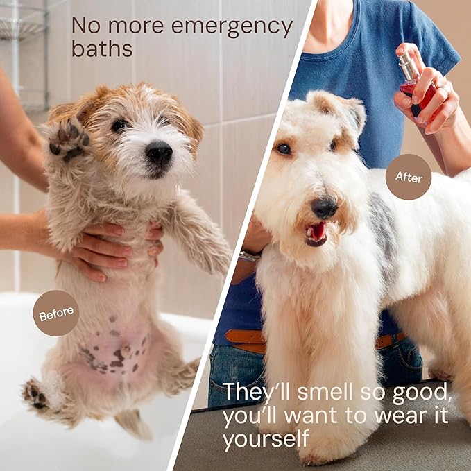 Sunny & Honey Dog Perfume Spray & Cologne - 4 fl oz (2-Pack) - Beach Scent - pH-Balanced, Long-Lasting Deodorizing & Hydrating Detangling Spray with Aloe & Vitamin E - Dog Grooming Supplies