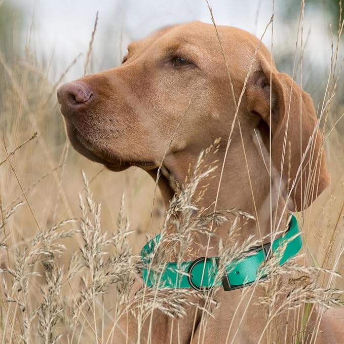 Dogline Biothane Coated Webbing Dog Collar with Black Metal Hardware: Durable Easy-Clean Everyday Collar for Dogs - Comfortable Adjustable Odor-Resistant Pet Collar, W5/8" x L12-15, Teal