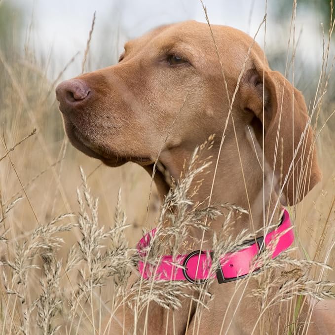 Dogline Biothane Coated Webbing Dog Collar with Black Metal Hardware: Durable Easy-Clean Everyday Collar for Dogs - Comfortable Adjustable Odor-Resistant Pet Collar, W1 x L18-22, Passionfruit Pink