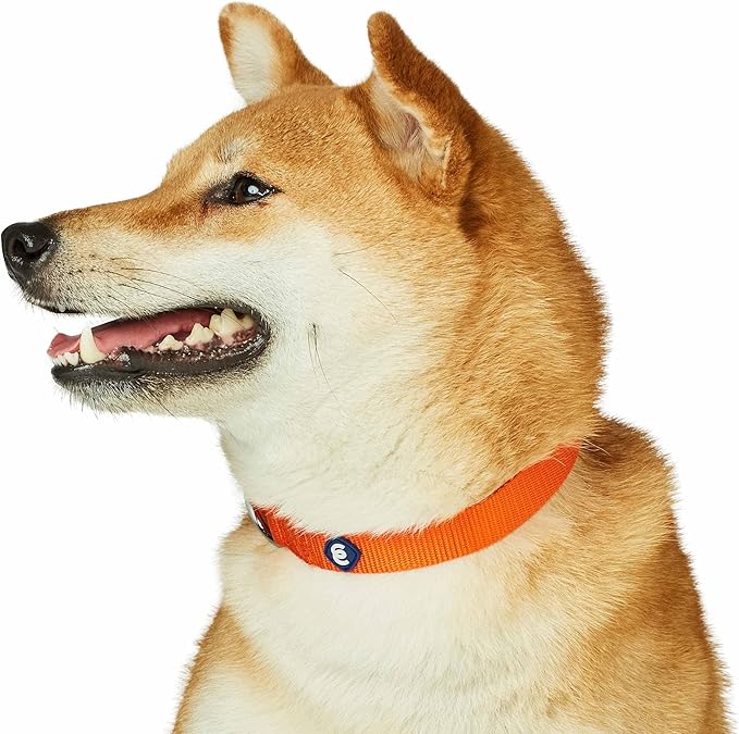 Blueberry Pet Essentials Matching Dog Collar and Leash Set in Orange Vermilion, Adjustable Classic Solid Color Nylon Collar with 5 ft Leash for Small Dogs