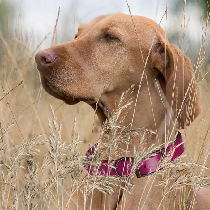 Dogline Biothane Coated Webbing Dog Collar with Black Metal Hardware: Durable Easy-Clean Everyday Collar for Dogs - Comfortable Adjustable Odor-Resistant Pet Collar, W5/8" x L12-15, Magenta Pink